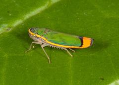 Stephanolla rufoapicata