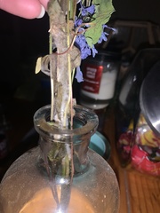 Sclerotinia sclerotiorum