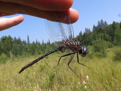 Somatochlora williamsoni