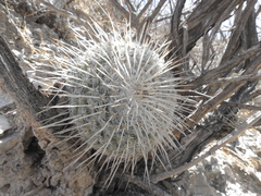 Mammillaria parkinsonii