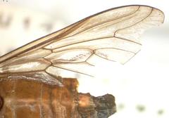 Tabanus occidentalis dorsovittatus