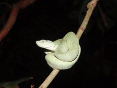 Bothrops bilineatus