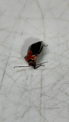 Neocapsus