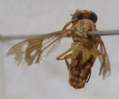 Chrysops variegatus