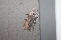 Lithophane pertorrida