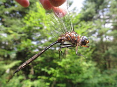 Somatochlora williamsoni