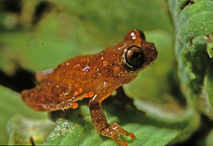Dendropsophus sarayacuensis