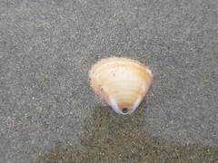Tivela