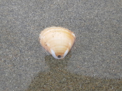 Tivela