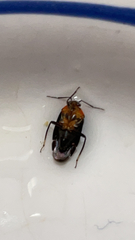 Neocapsus