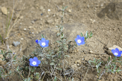 Evolvulus argyreus, photograph 6
