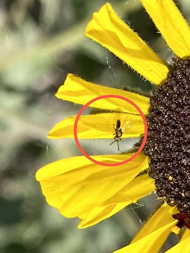 iNaturalist observation photo of Chalcidoid Wasps