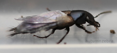 Staphylininae