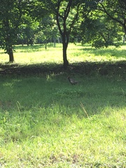 Phasianus colchicus formosanus