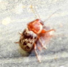 Pachybrachis turbidus