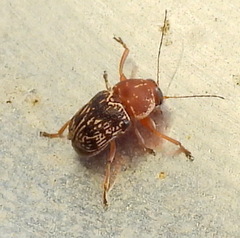 Pachybrachis turbidus