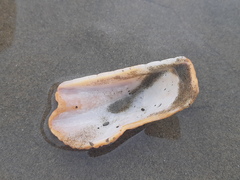 Arca pacifica