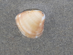 Tivela