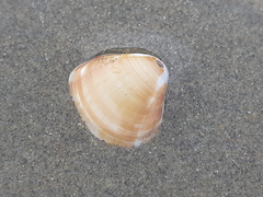 Tivela