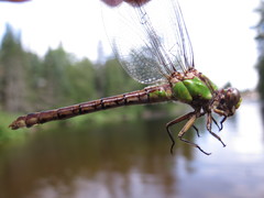 Ophiogomphus rupinsulensis