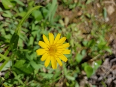 Krigia dandelion