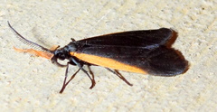 Pyromorpha caelebs