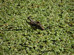Caiman yacare