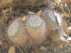 Mammillaria parkinsonii