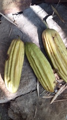 Parmentiera aculeata