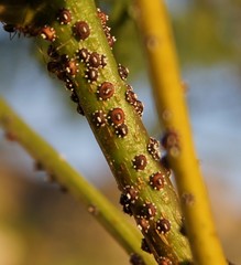 Ceroplastes sinensis