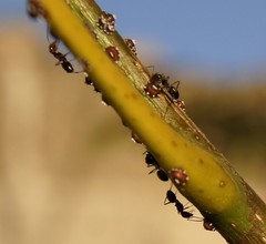 Ceroplastes sinensis
