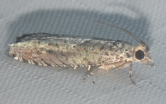 Pseudexentera mali
