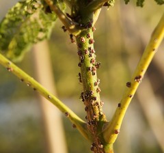 Ceroplastes sinensis