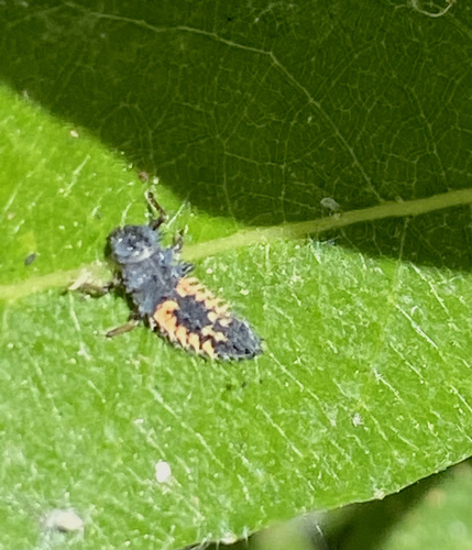 iNaturalist observation photo of Asian Lady Beetle