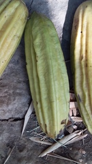 Parmentiera aculeata