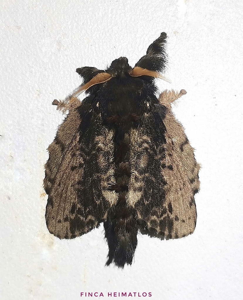 Euglyphis putrida