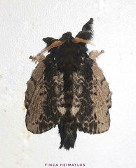Euglyphis putrida
