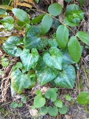 Asarum marmoratum