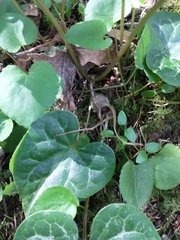 Asarum marmoratum