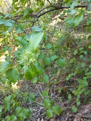 Viburnum ellipticum
