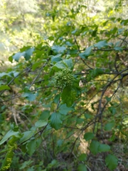 Viburnum ellipticum