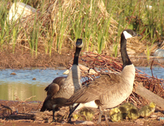 Branta canadensis
