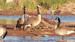 Branta canadensis