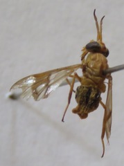 Chrysops variegatus
