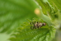 Otitini