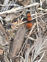 Pseudomethoca anthracina