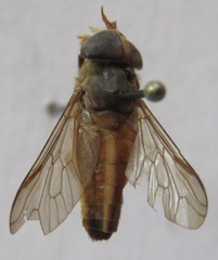Tabanus colombensis