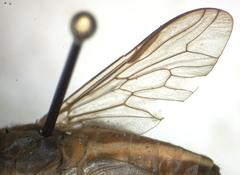 Tabanus colombensis
