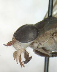 Tabanus colombensis