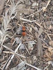 Pseudomethoca anthracina